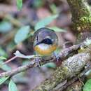 Image of Black-faced Antbird