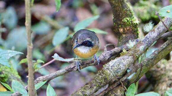 Image of Black-faced Antbird