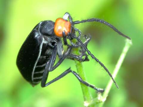 Image of Striped Blister Beetle