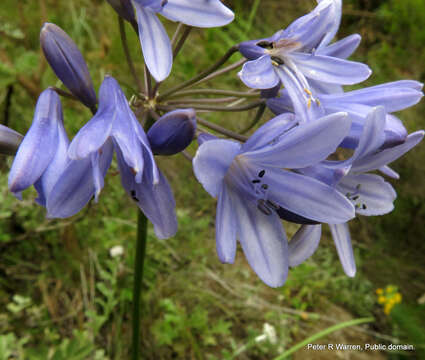 Image of Agapanthus campanulatus subsp. campanulatus