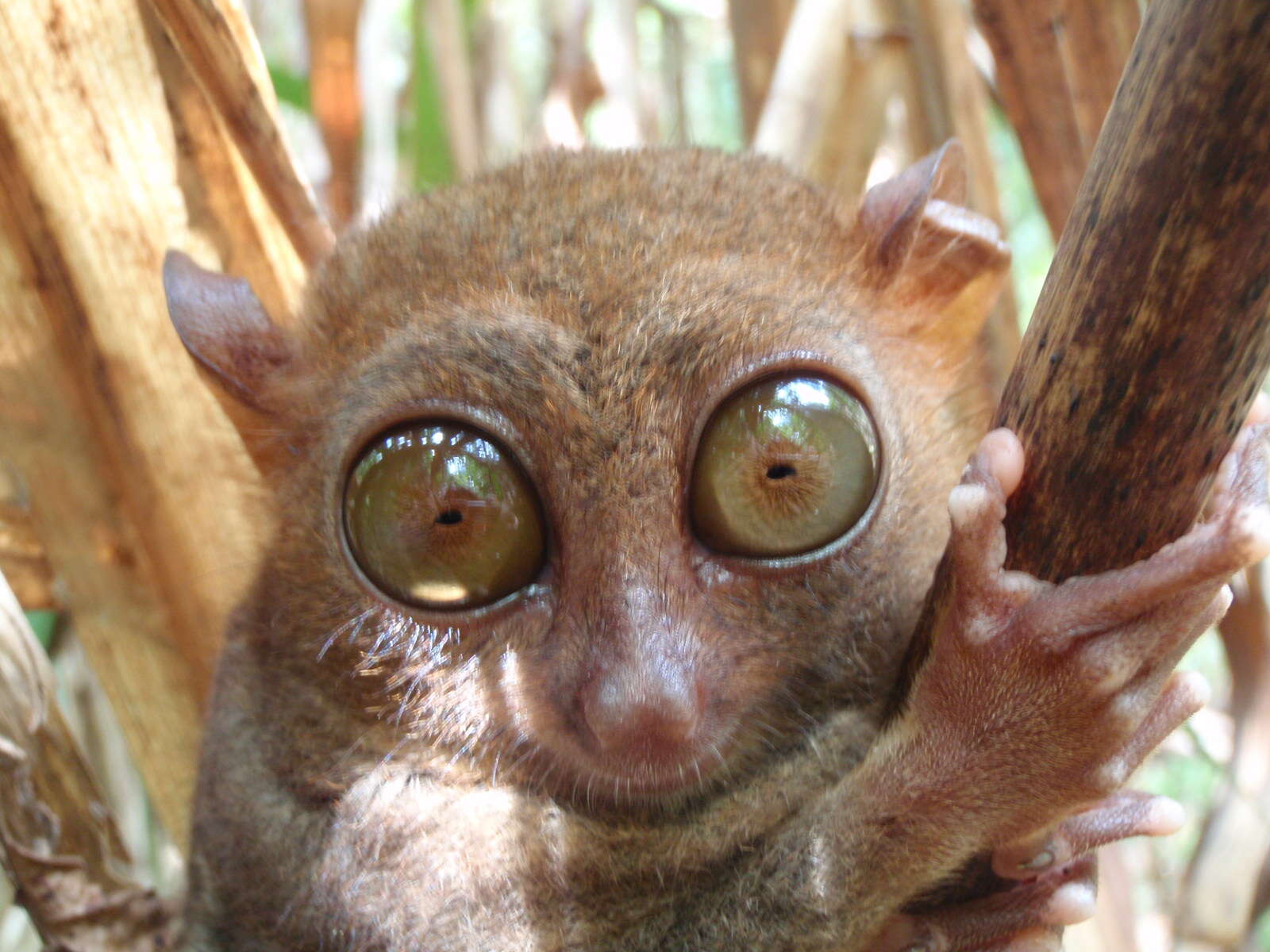 Image of tarsier