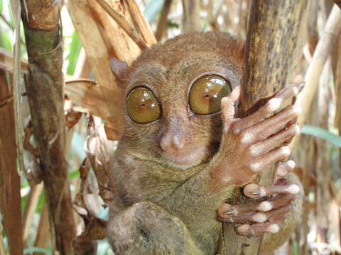 Image of tarsier