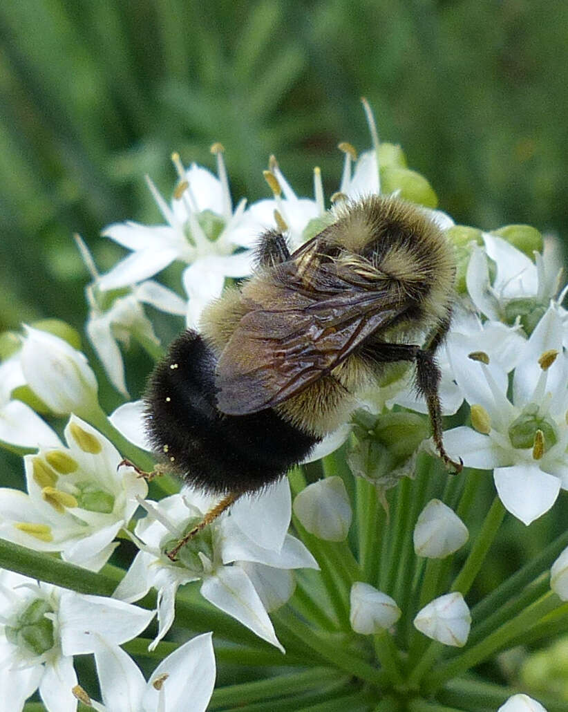 Image of Rusty patched bumble bee