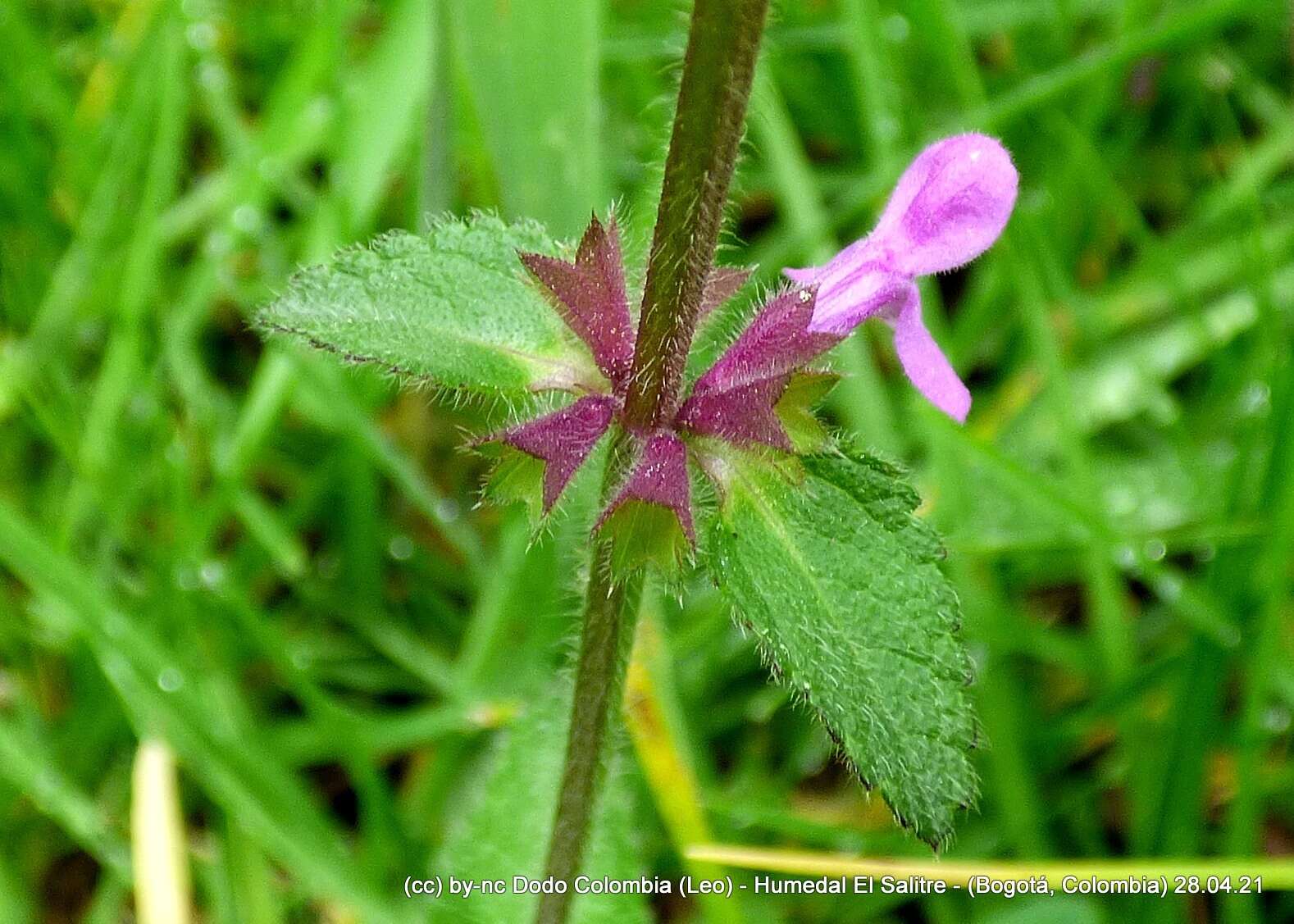 Imagem de Stachys bogotensis Kunth