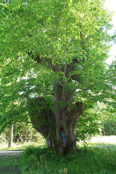 Image of Large-leaved Lime