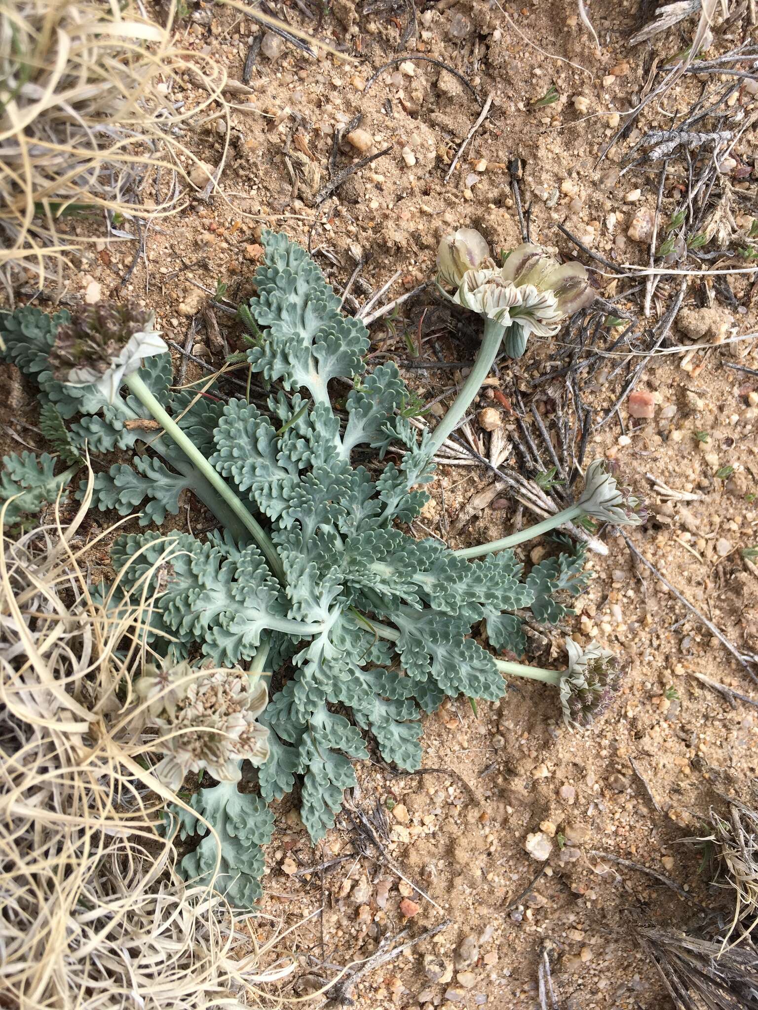 Слика од Vesper purpurascens (A. Gray) R. L. Hartm. & G. L. Nesom