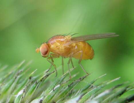 Image of lauxaniid flies