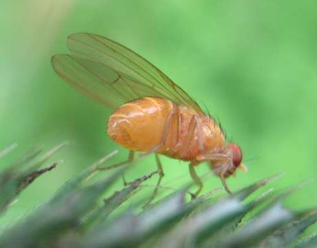 Image of lauxaniid flies