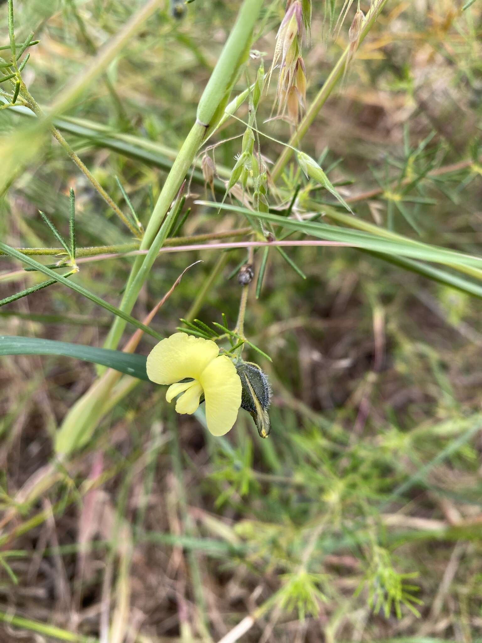 Plancia ëd Gompholobium tomentosum Labill.