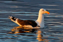 Image of Great Black-backed Gull