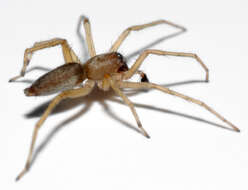 Image of sac spiders