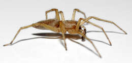 Image of sac spiders