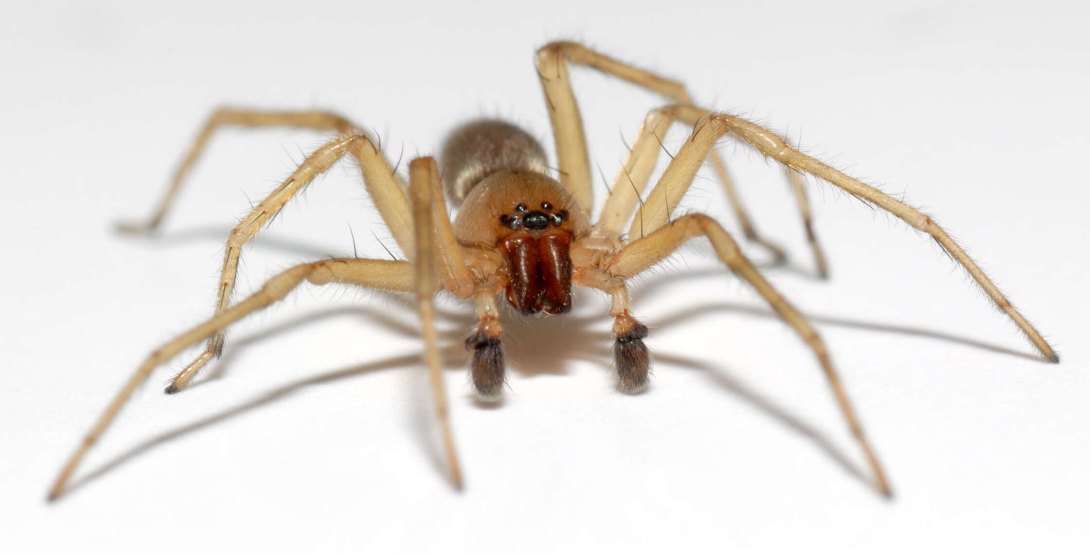 Image of sac spiders