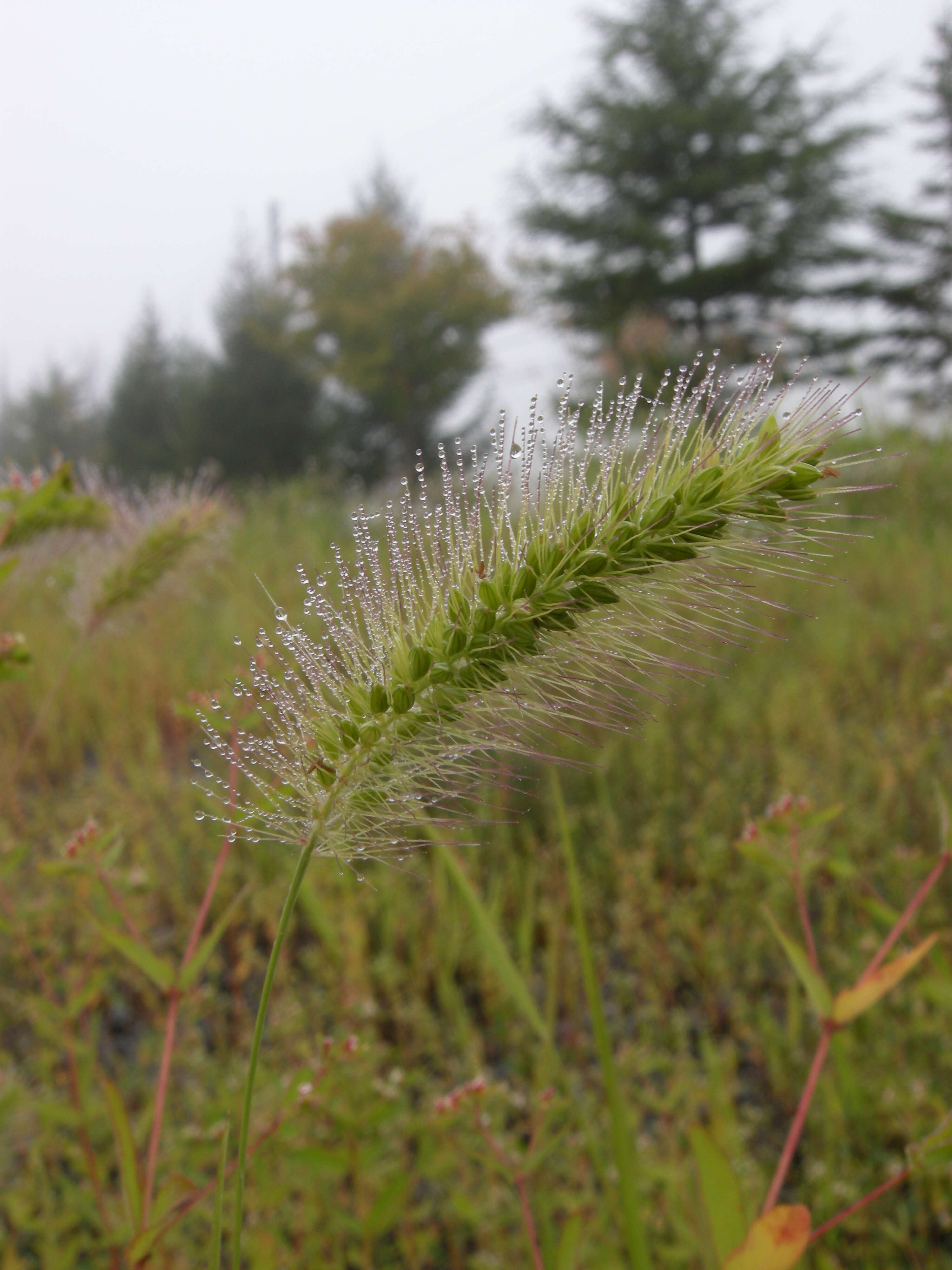 Imagem de Setaria viridis (L.) P. Beauv.