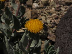 Image of Senecio lithostaurus Cabrera