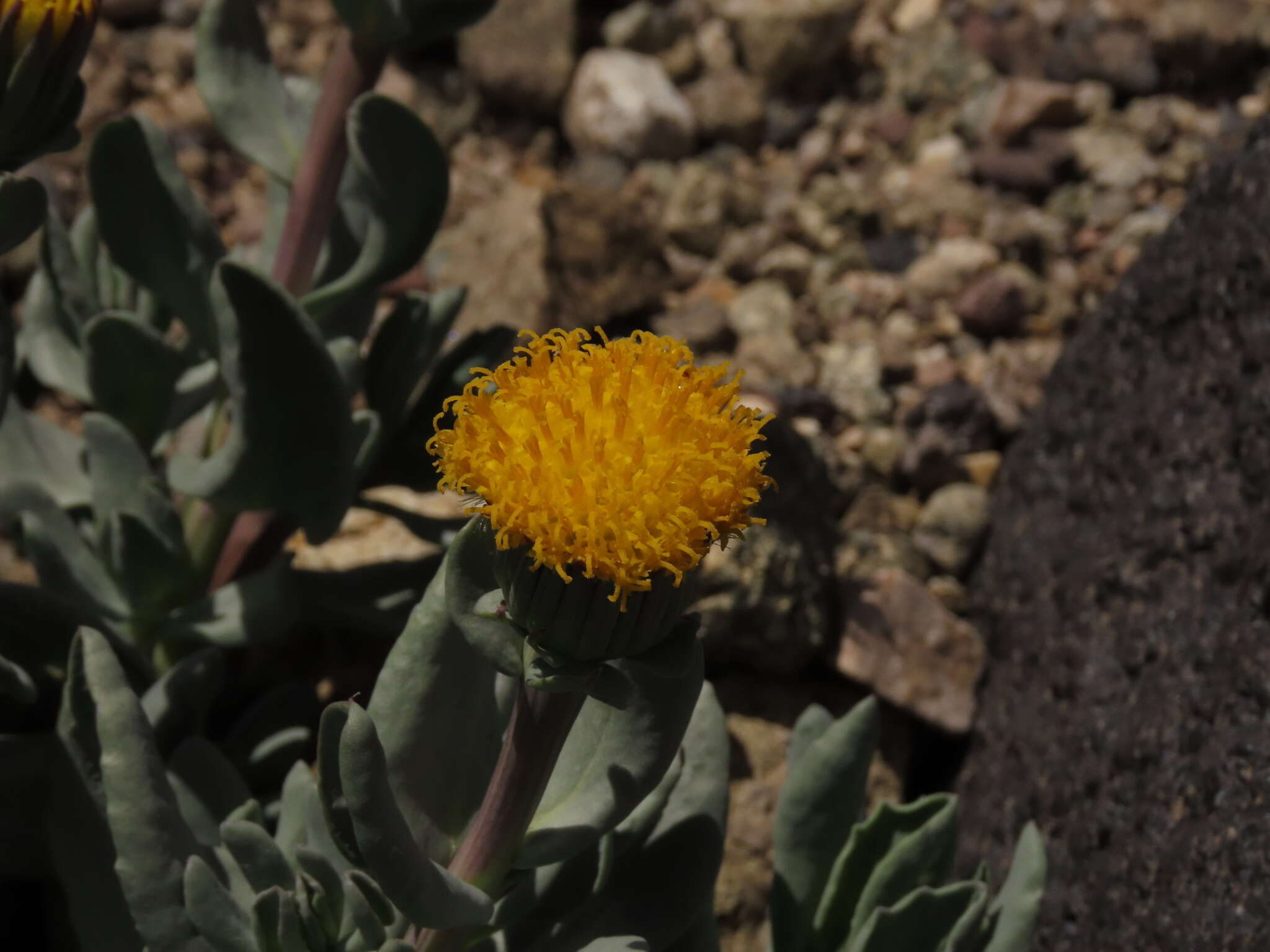 Image of Senecio lithostaurus Cabrera