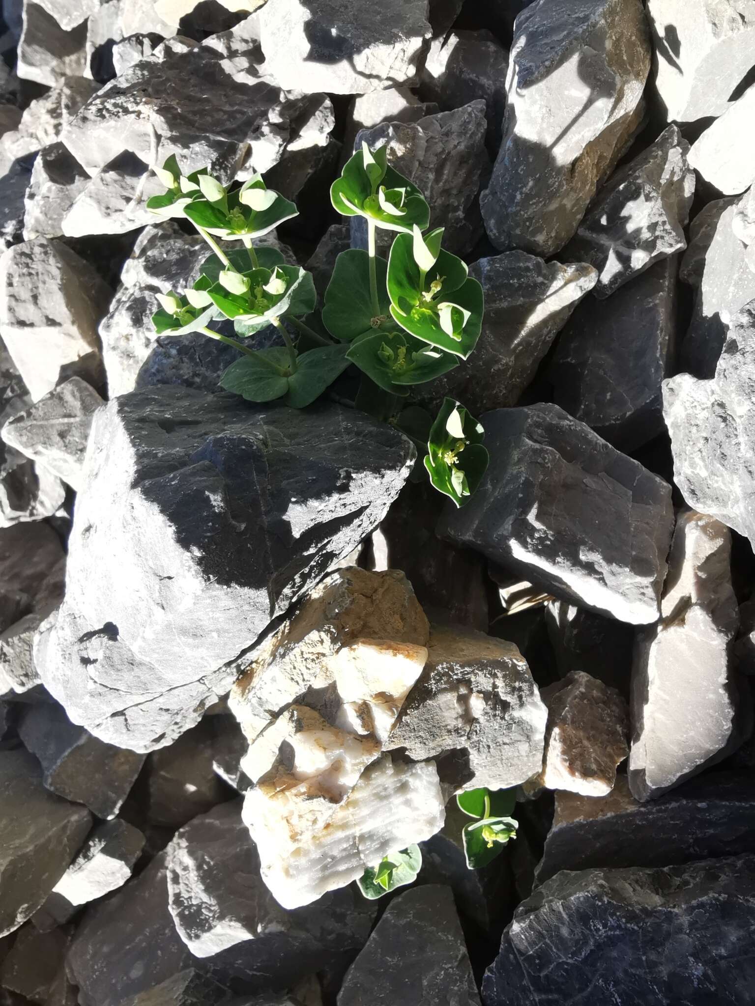 Image of Euphorbia variabilis subsp. valliniana (Belli) Jauzein