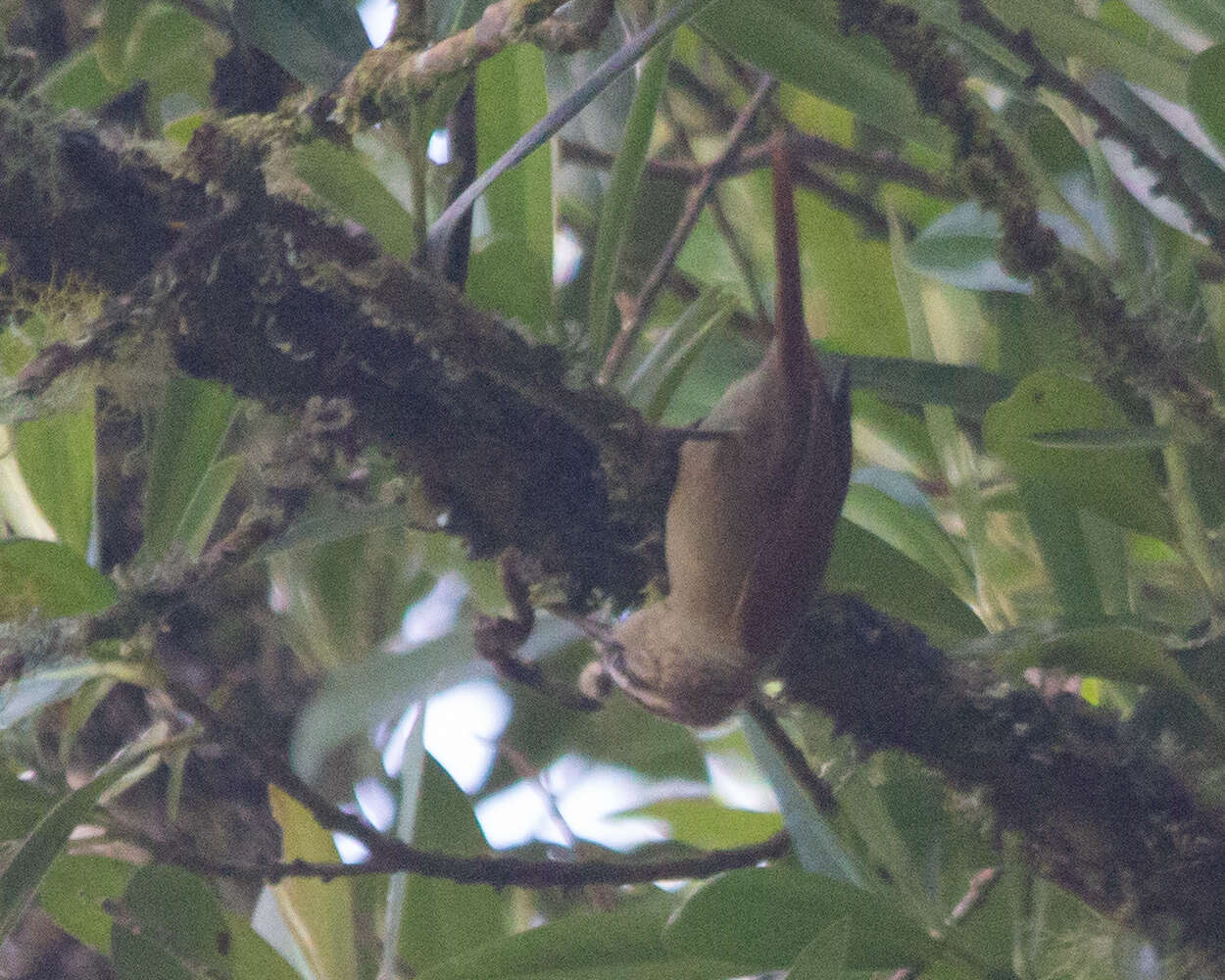 Image of Pallid Spinetail