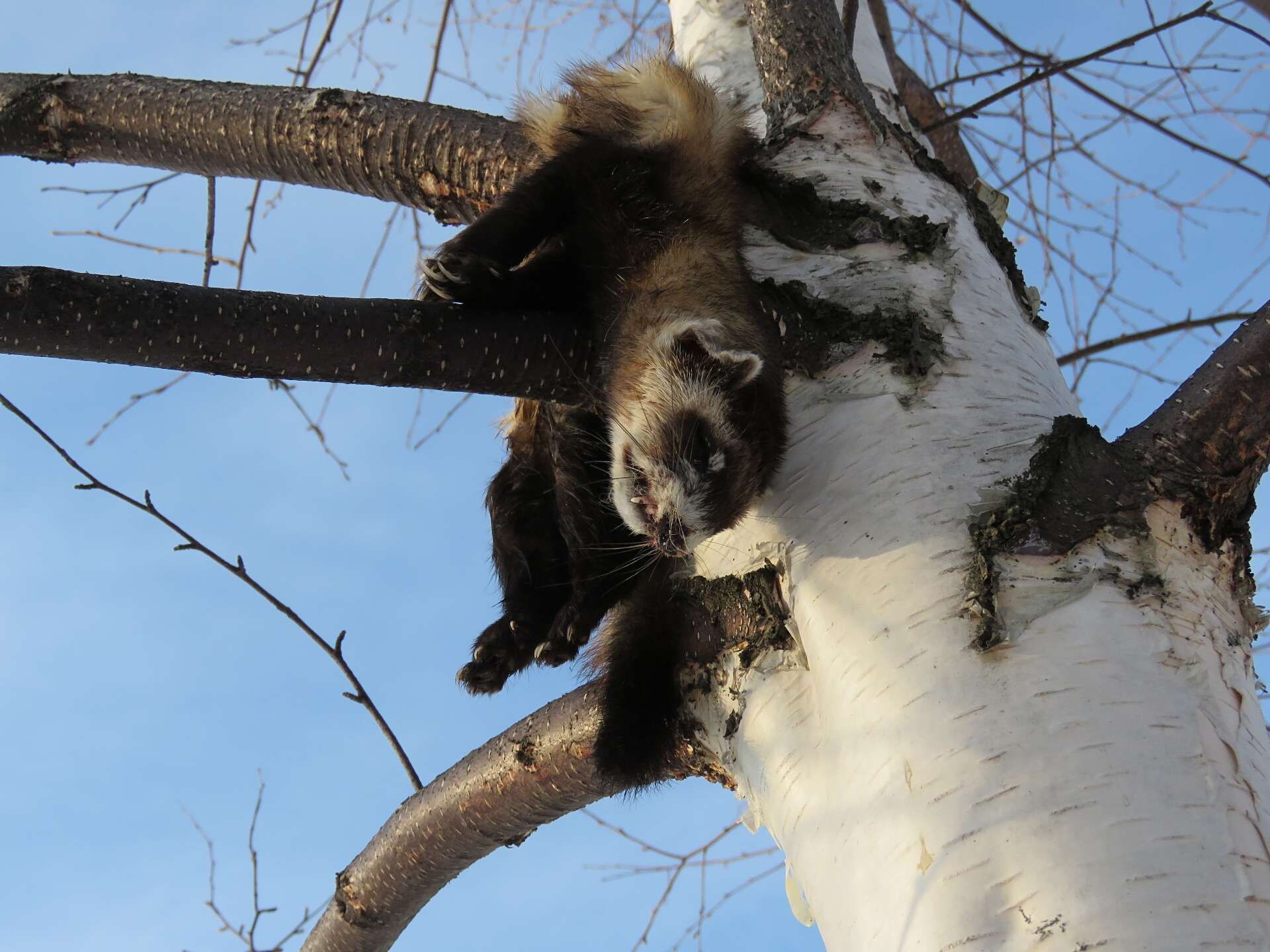 Imagem de Mustela eversmanii Lesson 1827