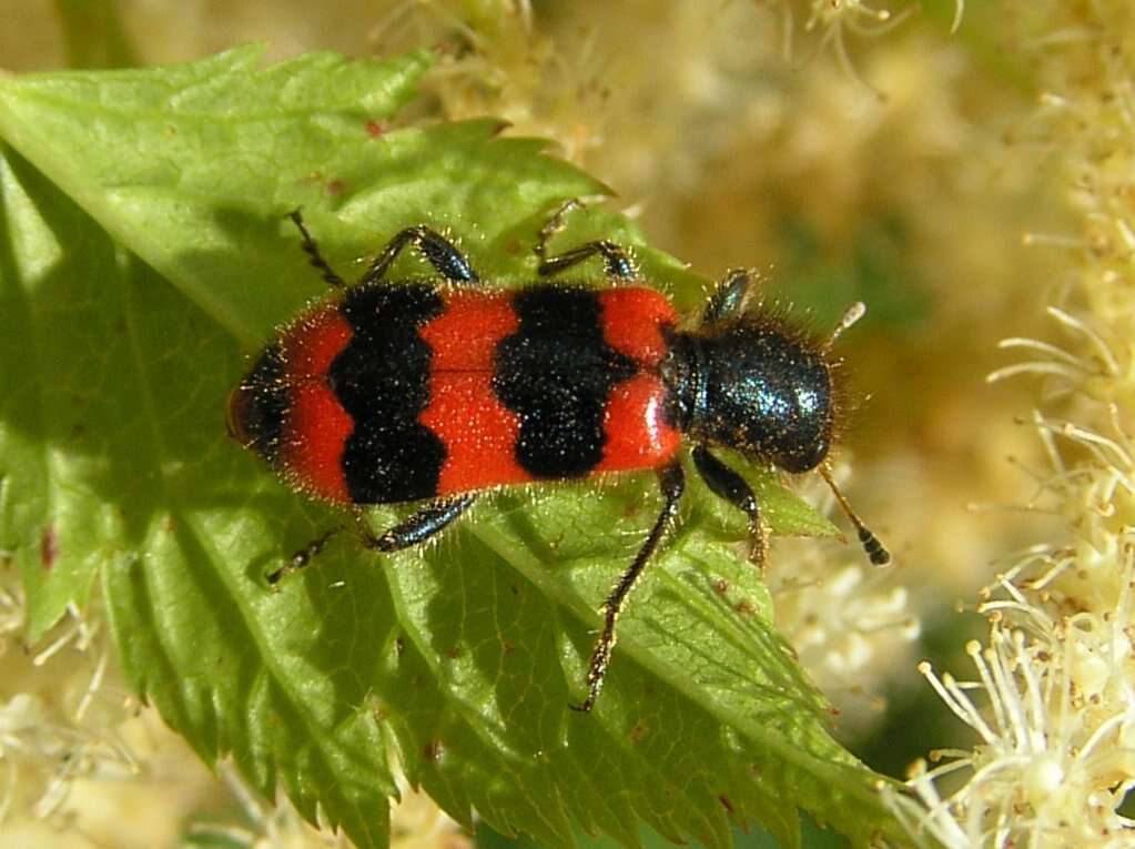 Image of Trichodes apiarius