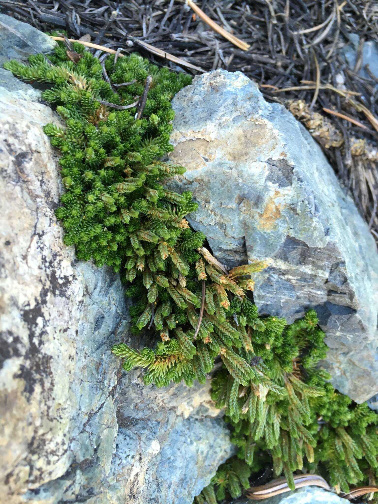 Image of Watson's spikemoss