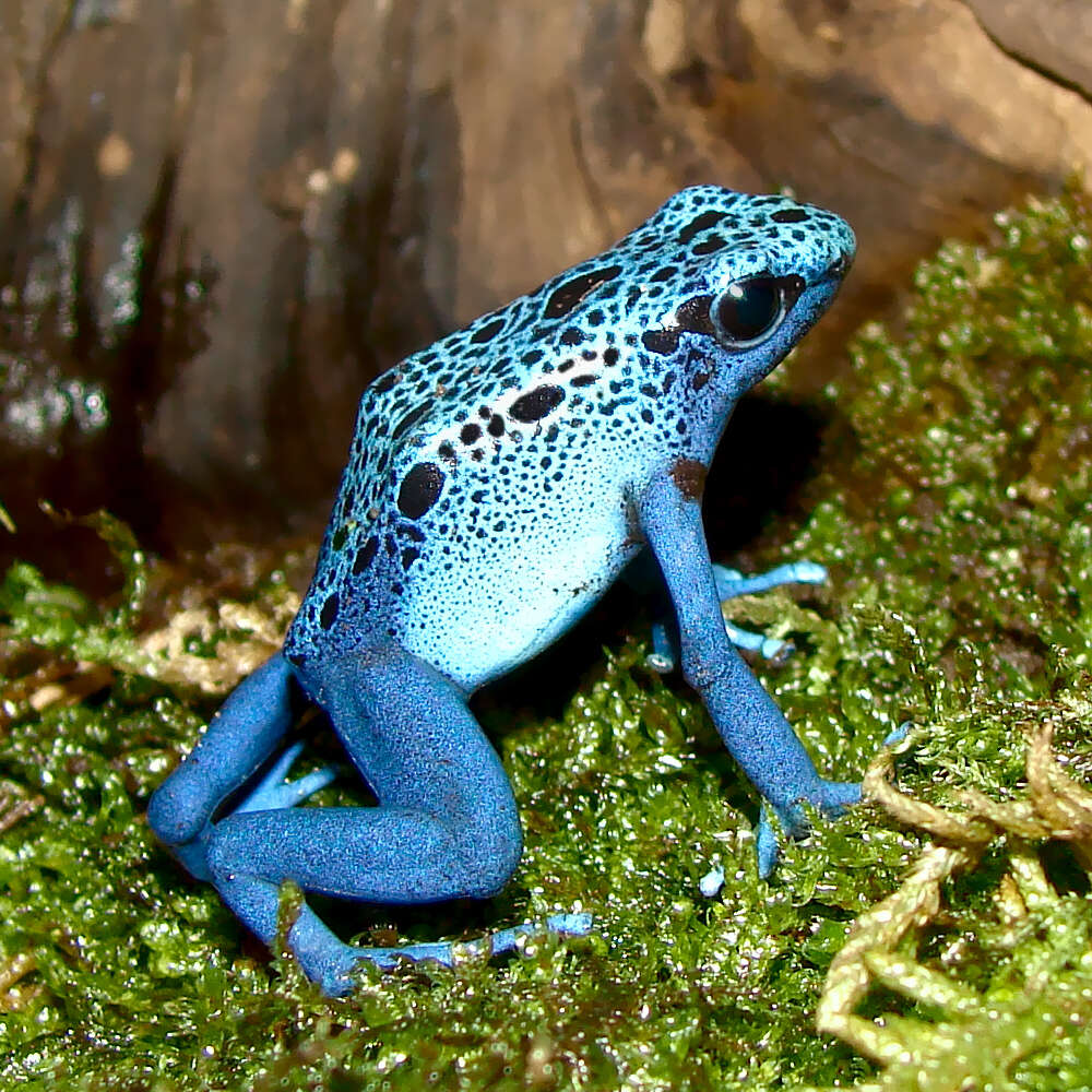 Image of Dendrobates azureus