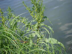 Rumex palustris Sm. resmi