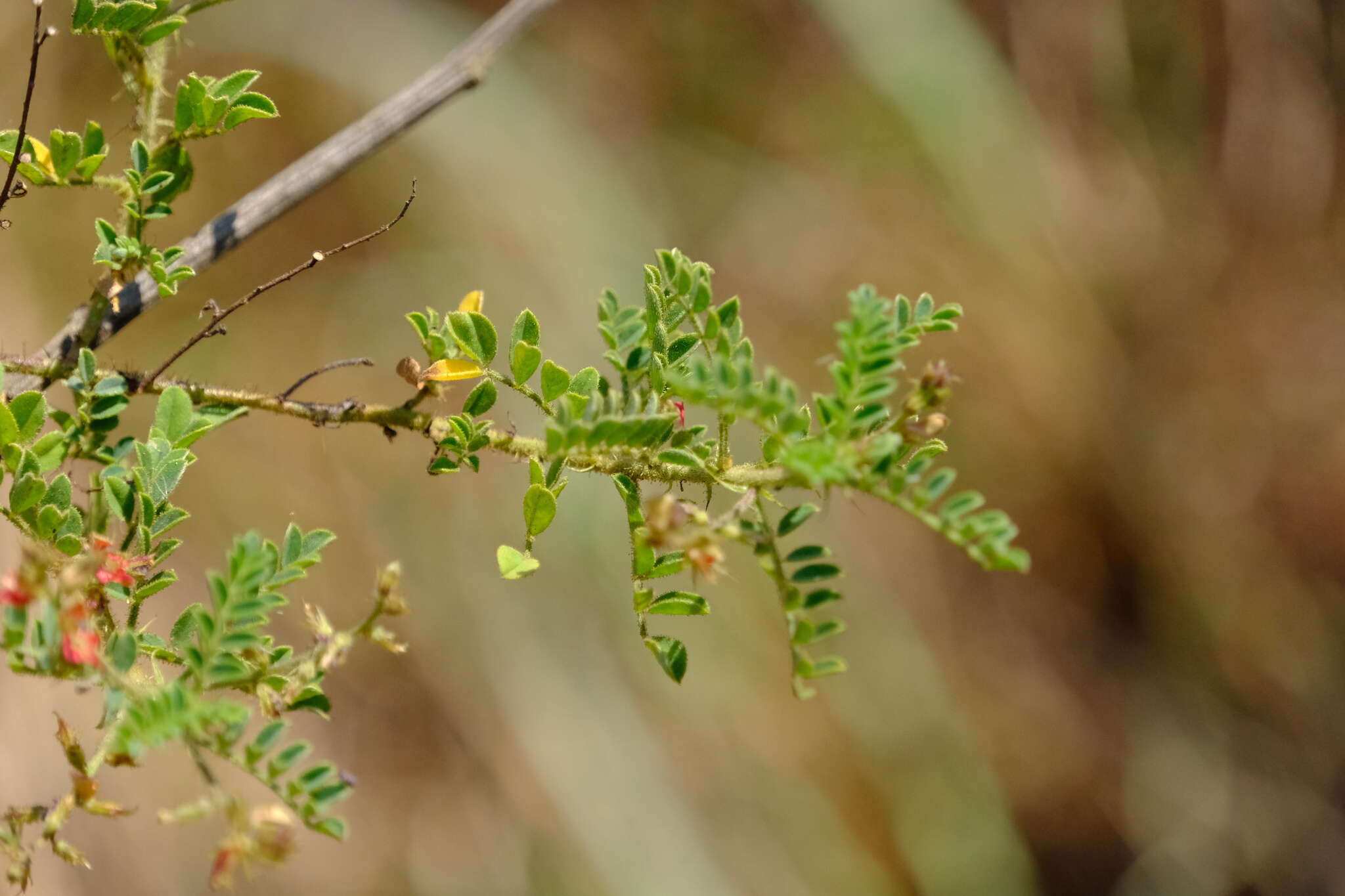 Plancia ëd Indigofera colutea (Burm. fil.) Merr.