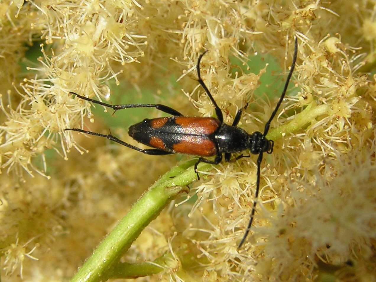 Image of Stenurella (Priscostenurella) bifasciata (Müller 1776)