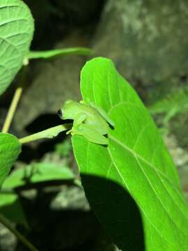 Sivun Rulyrana flavopunctata (Lynch & Duellman 1973) kuva