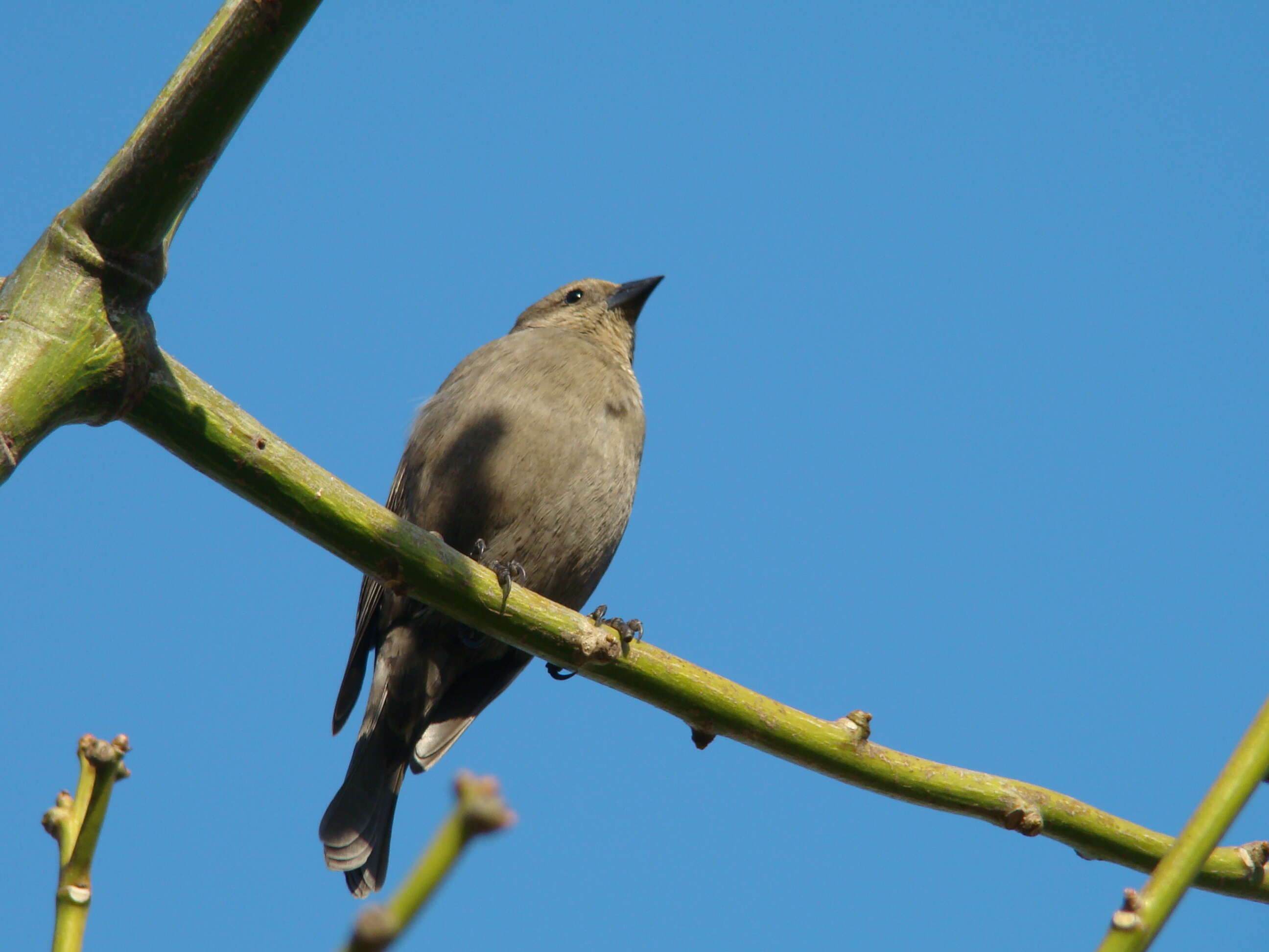 Image of Cowbird