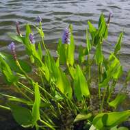 Image of pickerelweed