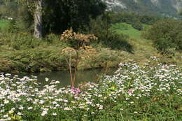 Image of Oxeye Daisy