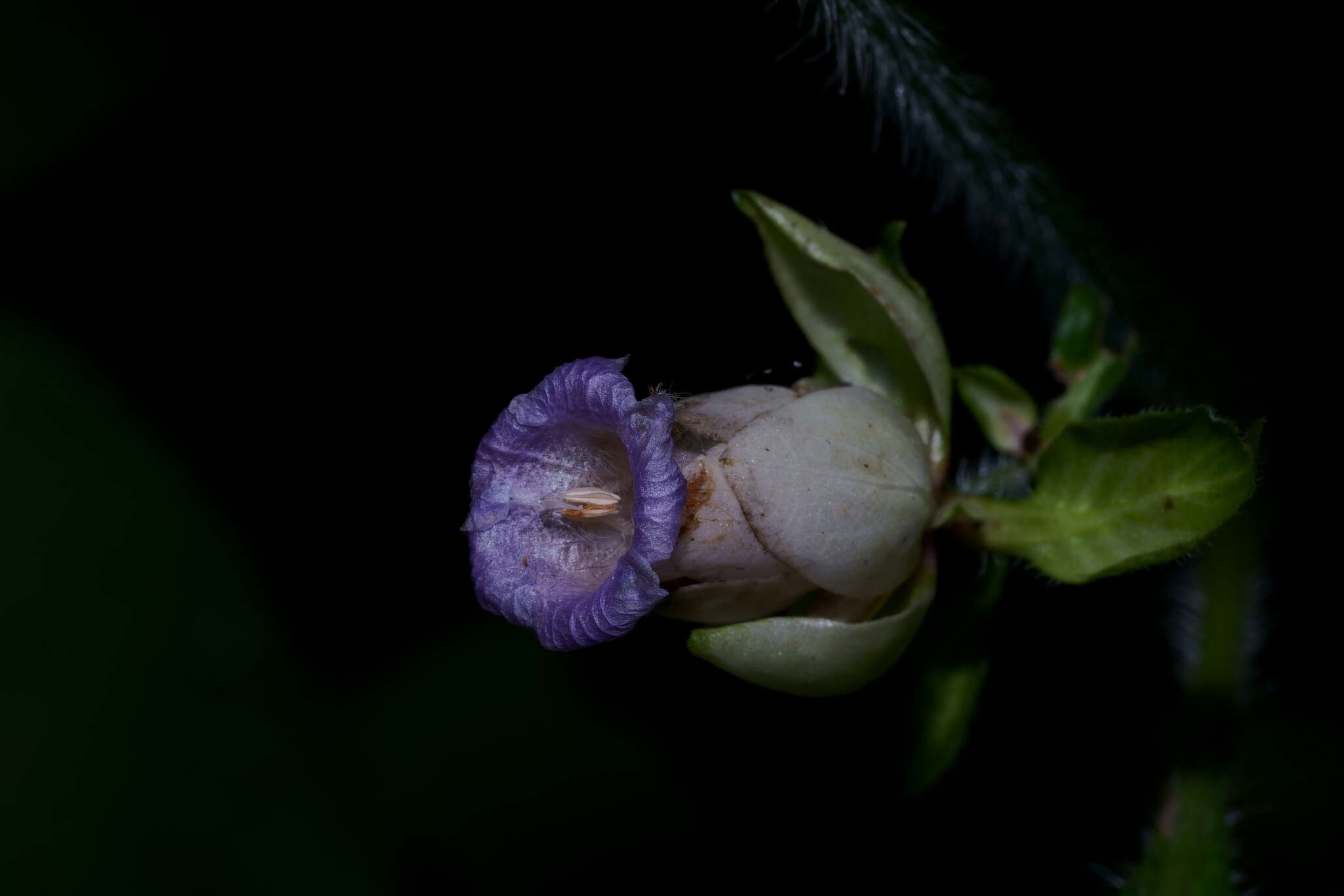 Strobilanthes heyneanus Nees resmi