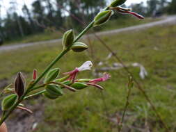 Sivun Oenothera simulans (Small) W. L. Wagner & Hoch kuva