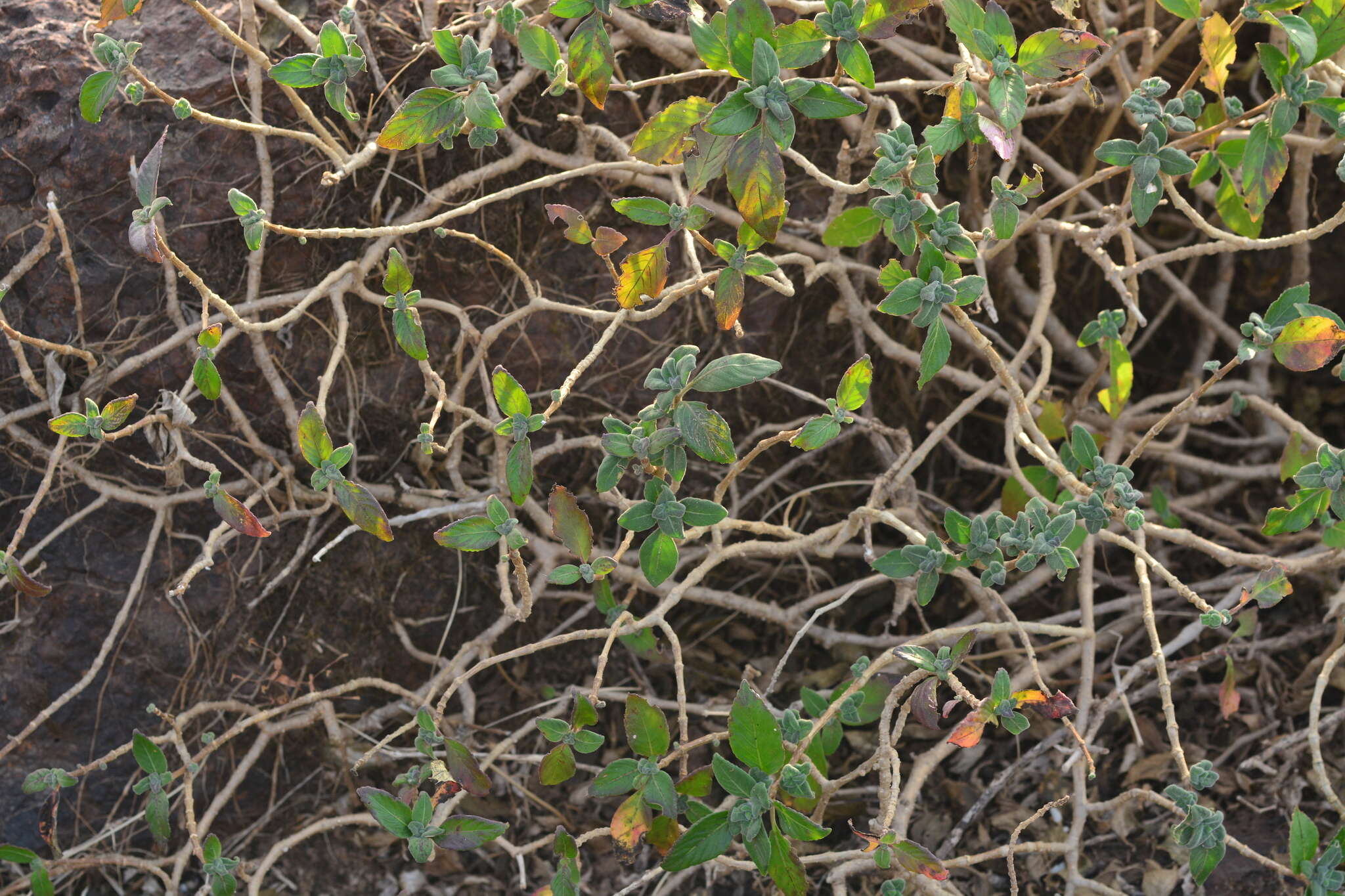 Strobilanthes scrobiculatus Dalz. ex C. B. Cl. resmi