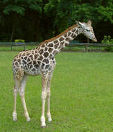 Image of Giraffe