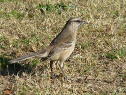 Image of Chalk-browed Mockingbird