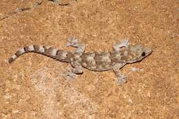 Image of Tropical house gecko