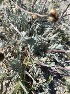 Plancia ëd Artemisia potentilloides A. Gray