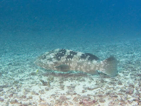 Image of Malabar Grouper