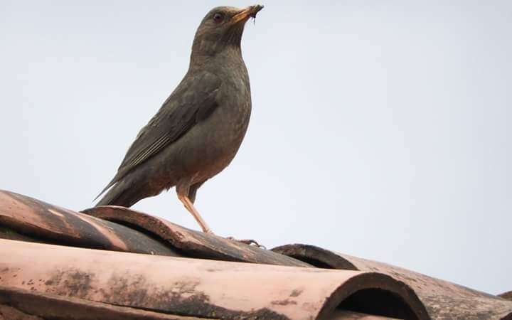 Turdus chiguanco d'Orbigny & Lafresnaye 1837 resmi