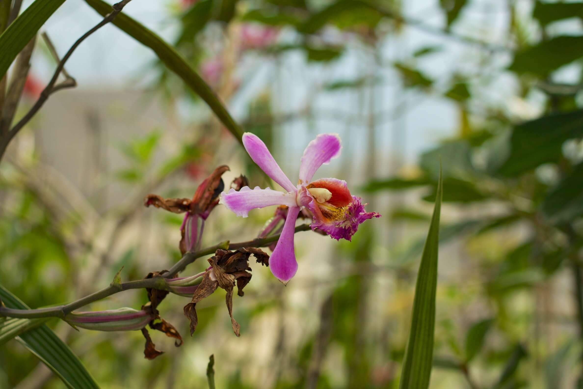 Image of Sobralia dichotoma Ruiz & Pav.