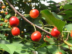 Image of sour cherry