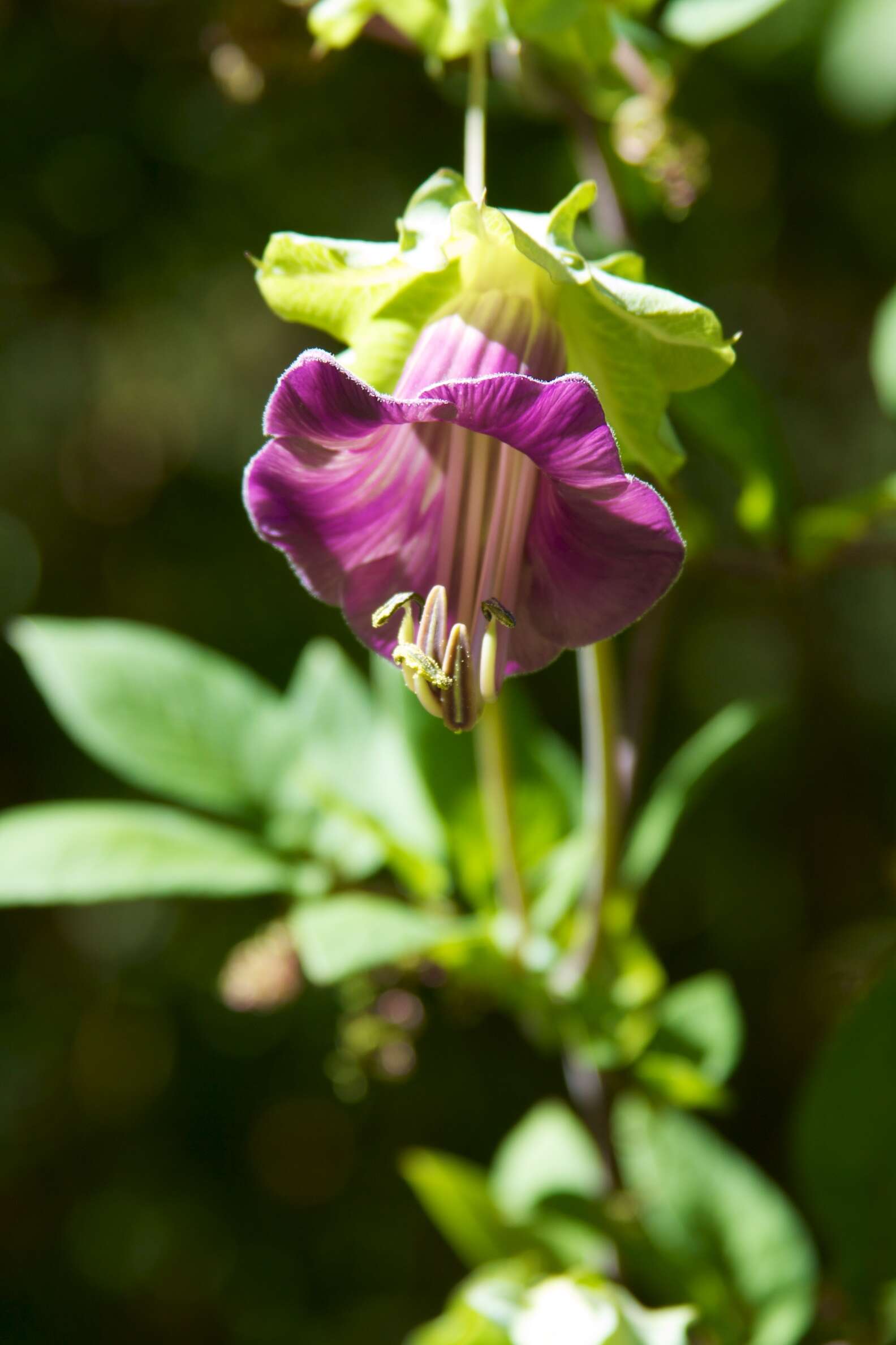 Imagem de Cobaea scandens Cav.