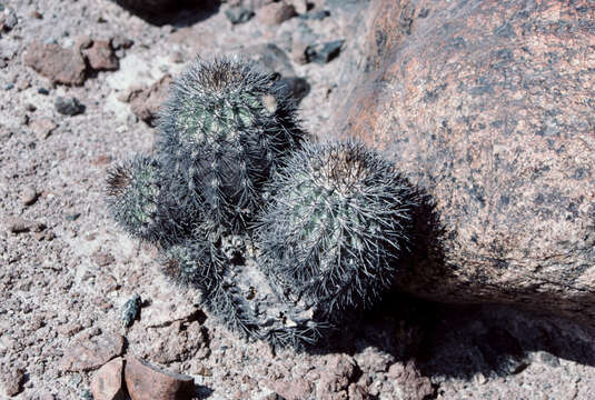 Image of Eriosyce islayensis subsp. grandis (Rauh & Backeb.) G. J. Charles