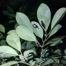 Image of Magnolia compressa Maxim.