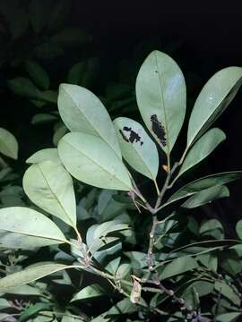 Image of Magnolia compressa Maxim.