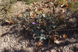 Image of Erodium guttatum (Desf.) Willd.