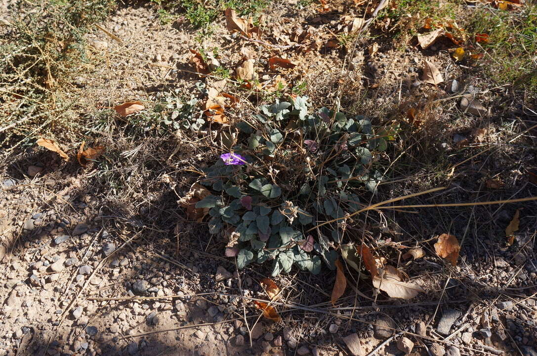 Image of Erodium guttatum (Desf.) Willd.